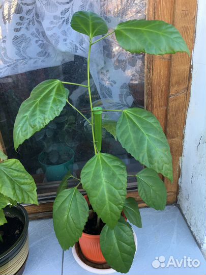 Гибискус Китайская роза