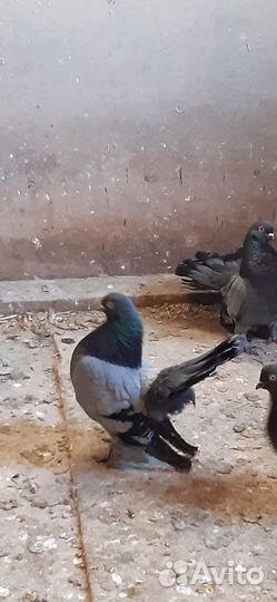 Продажа голубей