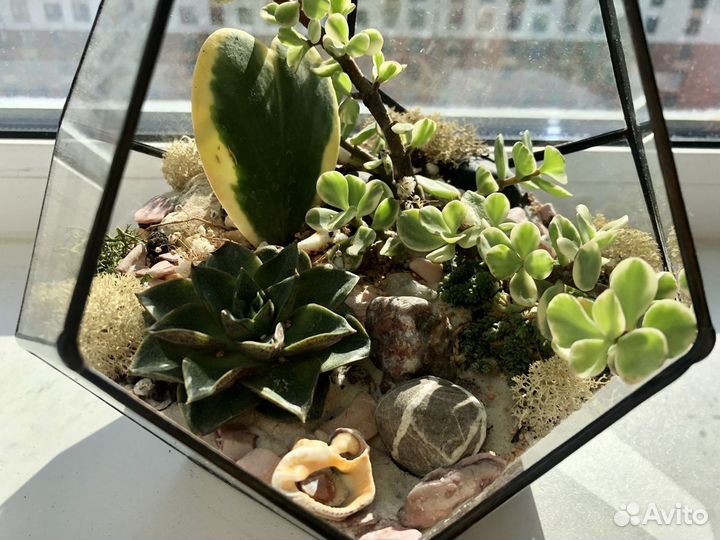 Флорариум суккуленты