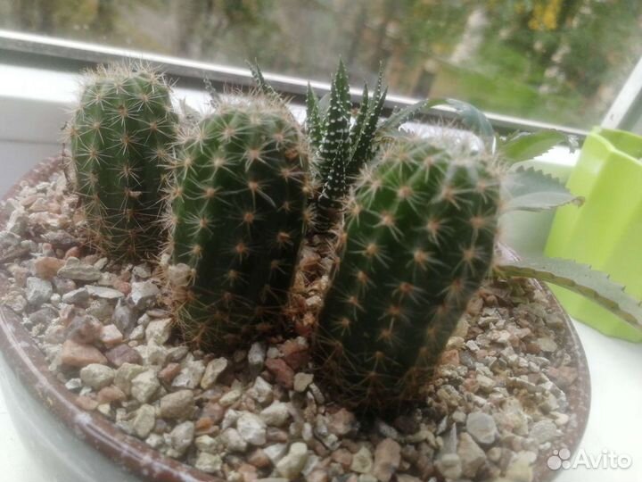 Большая детка кактуса Эхинопсис эрьец гибридн