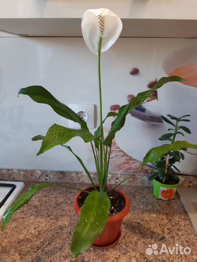 Спатифиллум