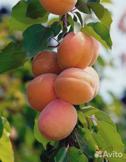 Абрикос Алеша 1 шт