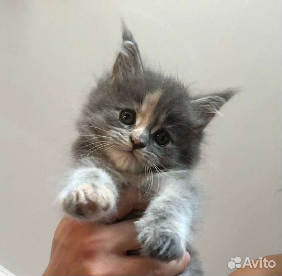 Котята мейн-кун