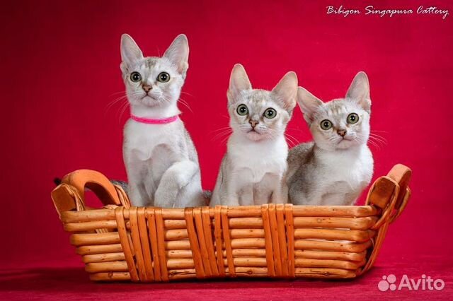 Котята породы Сингапура из питомника Бибигон объявление продам