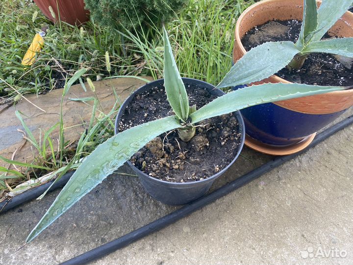 Агава голубая