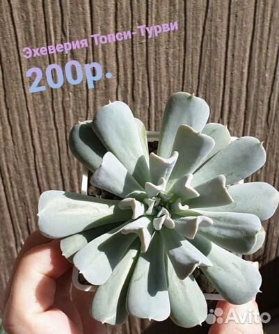 Суккуленты