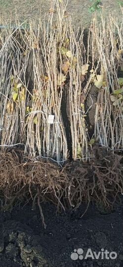 Саженцы черной смородины