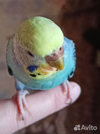 Вылетел попугай с балкона