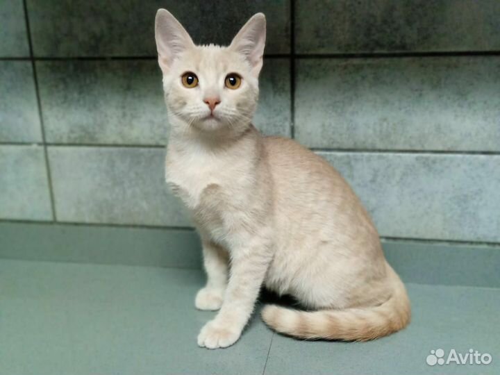 Персиковый котенок девочка