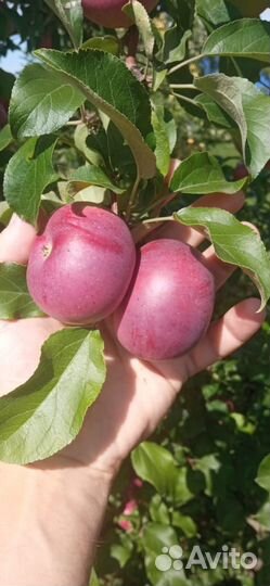 Яблоки плоды