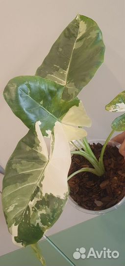Алоказия макрориза вариегатная