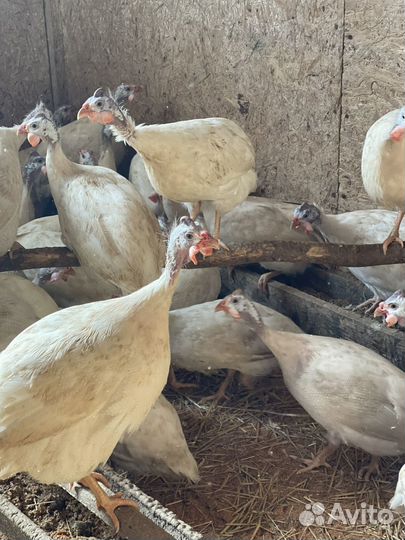 Мясо цесарки домашней