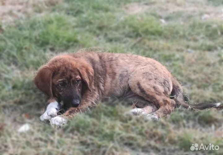 Щенок мальчик