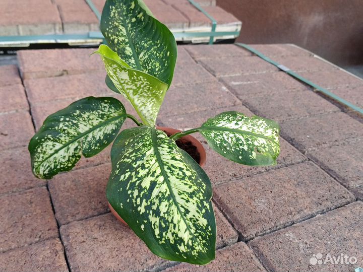 Диффенбахия