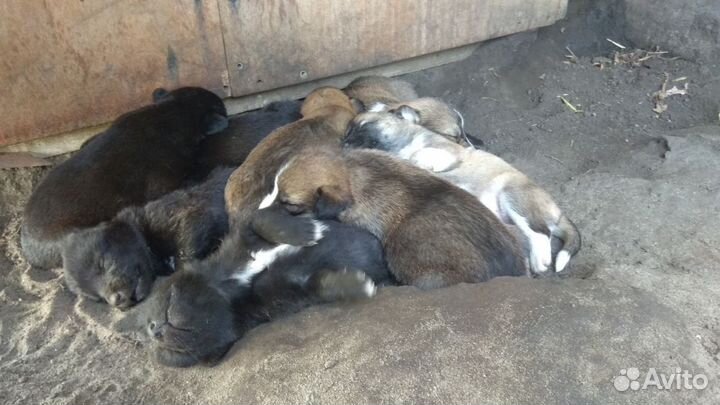 Щенки метисы