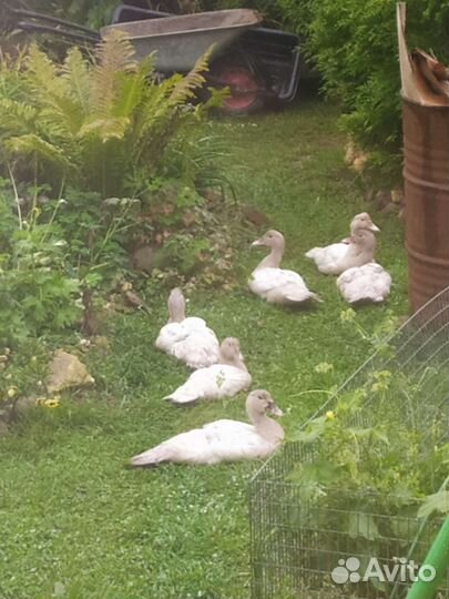 Индоутка мускусная утка