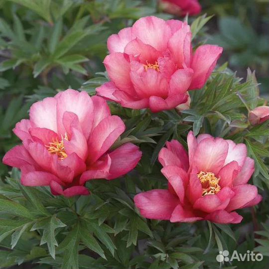 Пионы ито гибриды корни