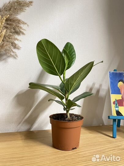Фикус бенгальский одри