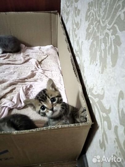 Бенгальские котята в добрые руки