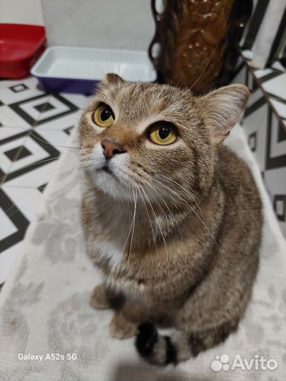 Спасите Соню