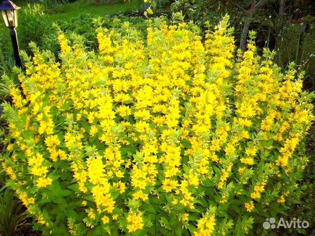 Цветы многолетники