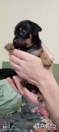 Той-терьер щенки