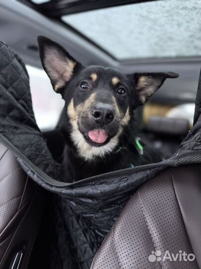 Чарли ищет дом