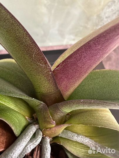 Орхидея Pretoria