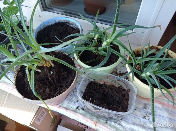 Комнатные цветы алоэ