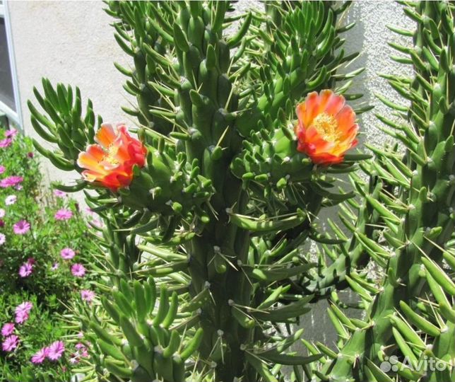 Опунция цветущий кактус/суккулент