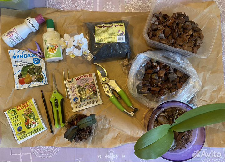 Пересадка орхидей, помощь по восстановлению