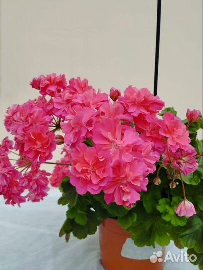 Пеларгония сортовая