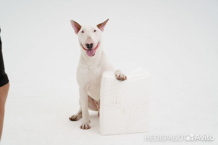Знакомство с породой «Бультерер»/фотосессия