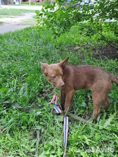Боня прекрасная в добрые руки