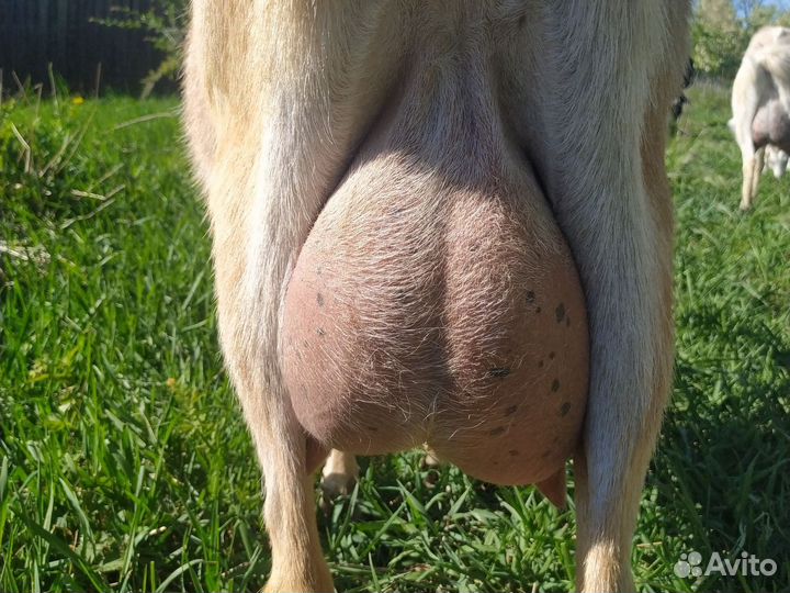 Породистые дойные козы, козлята 2 суток