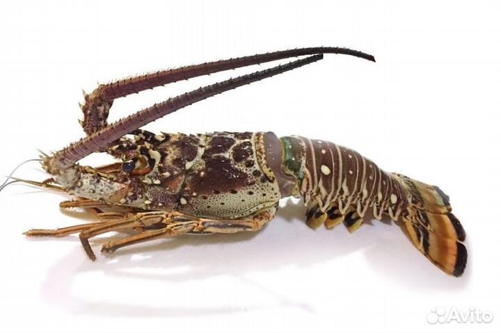 Колючий лангуст