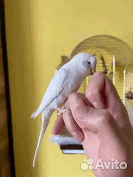 Случка попугая альбиноса