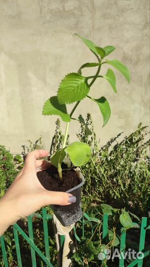 Плектрантус комнатная мята