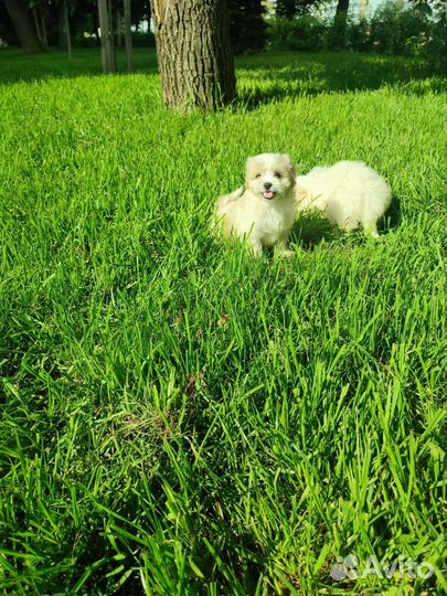 Мальтипу мини