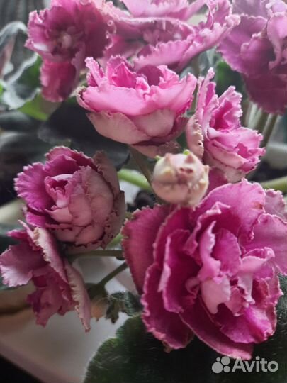 Фиалки сортовые