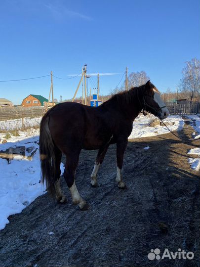 Жеребец советский тяжеловоз