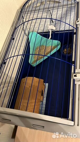 Морская свинка с клеткой