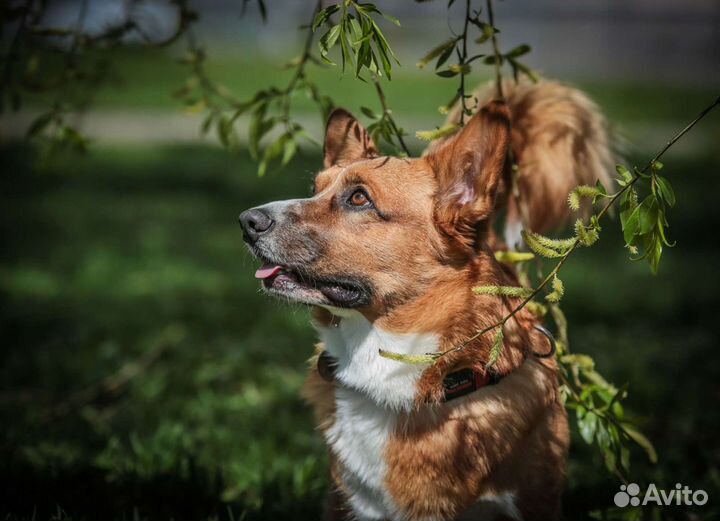 Вельш Корги Кардиган(Вязка)