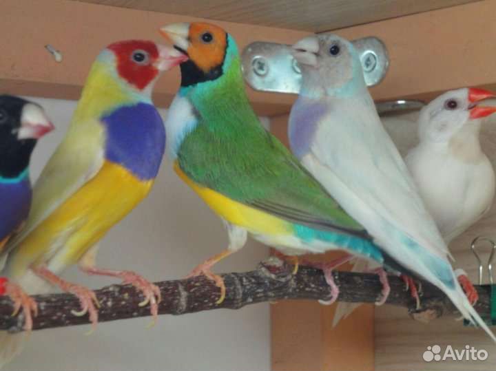 Амадины разные