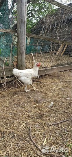 Молодые петухи