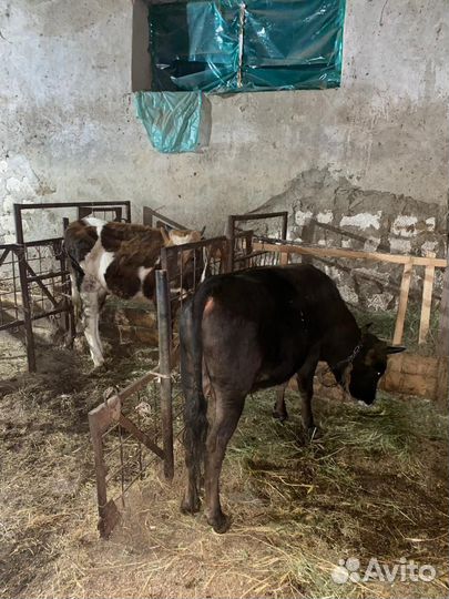 Тёлка. Бык