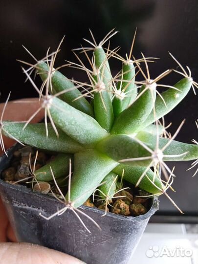 Маммиллярия (далихотелле) лонгимамма