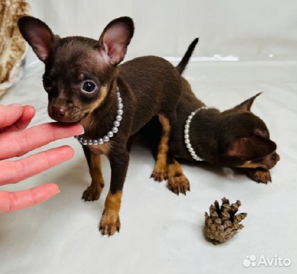 Мини той-терьер щенки