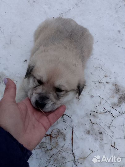 Отдам в добрые руки