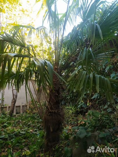 Пальма трахикарпус